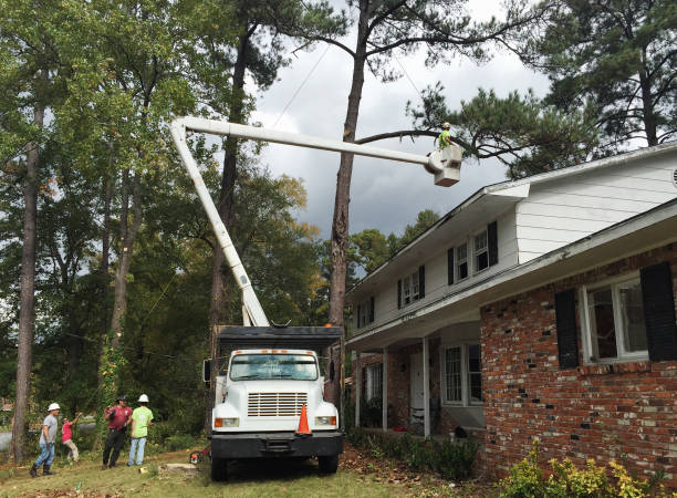 How Our Tree Care Process Works  in  Springdale, NJ